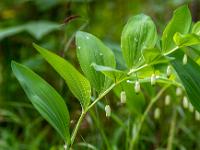 Regentropfen auf blühendem Wald-Weißwurz